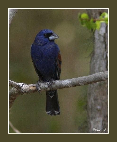 Blue Grosbeak