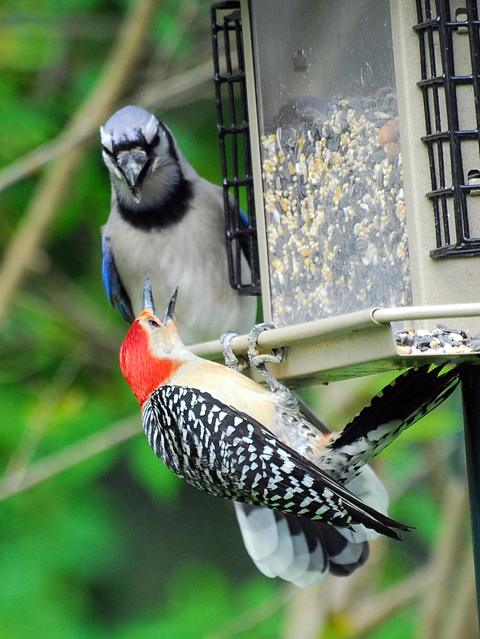 Blue Jay and Red-bellied Woodpecker