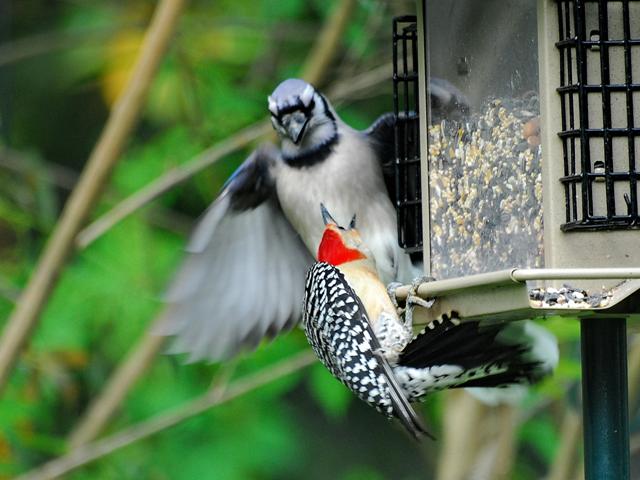 Blue Jay and Red-bellied Woodpecker