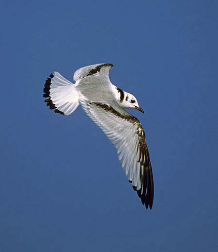 Black-legged Kittiwakes