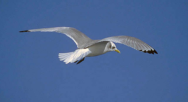 Black-legged Kittiwakes