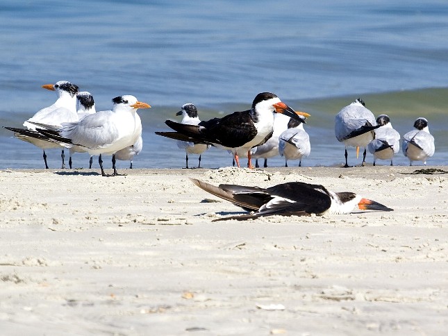 Black Skimmers (with Royal Terns)