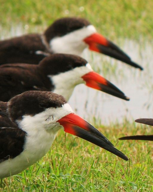 Black Skimmers