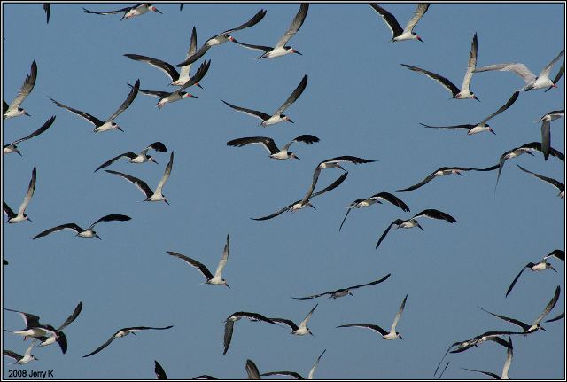 Black Skimmers