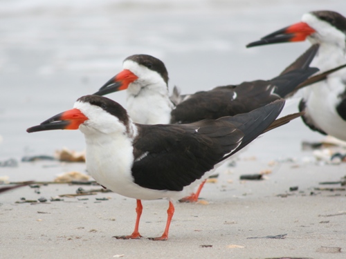 Black Skimmers