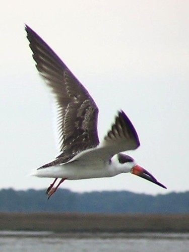 Black Skimmer
