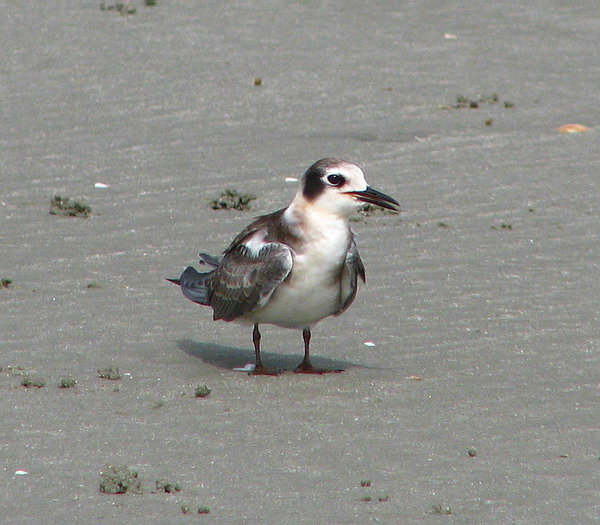 Black Tern