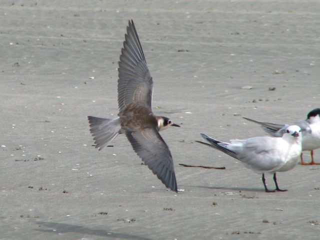 Black Tern