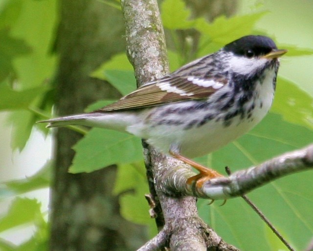 Blackpoll Warbler