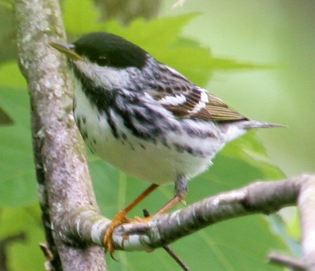 Blackpoll Warbler