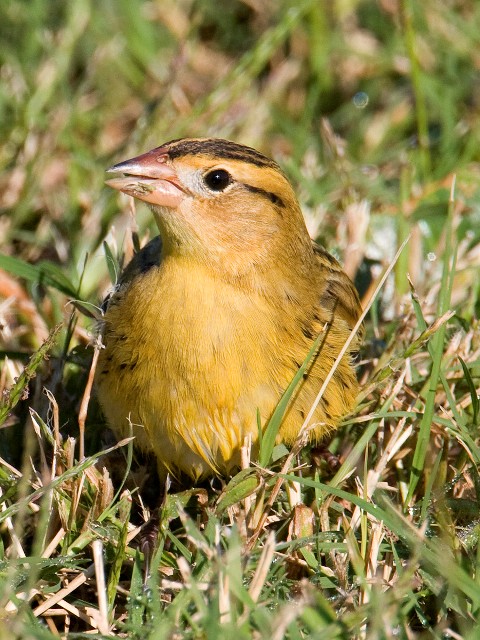 Bobolink