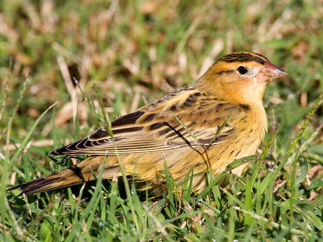 Bobolink