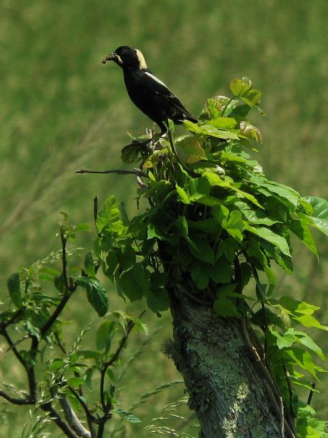 Bobolinks