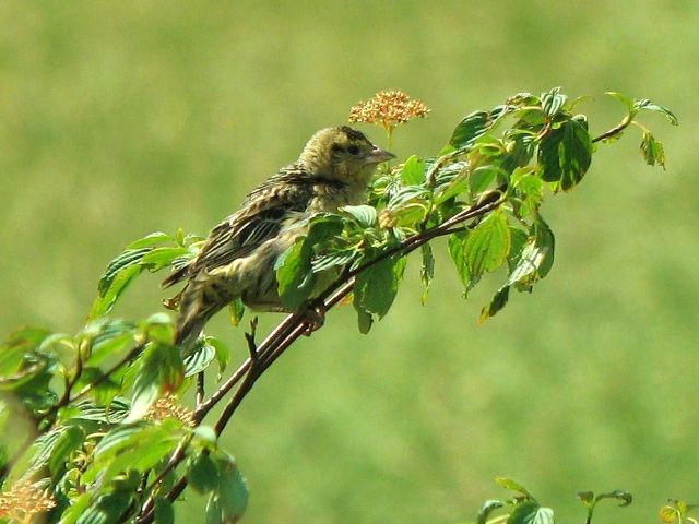 Bobolinks