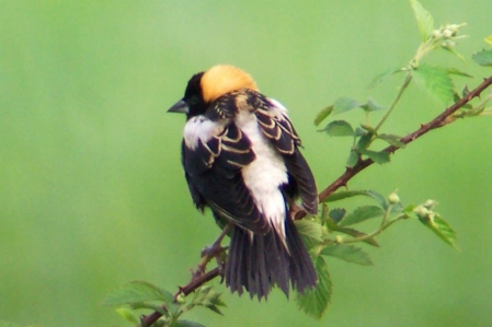 Bobolink