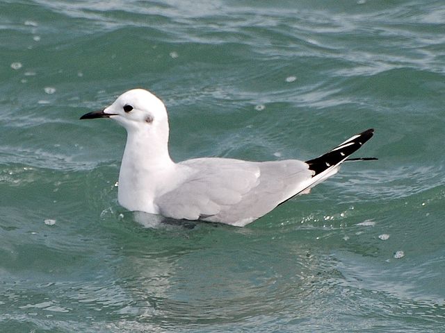 Bonaparte's Gull