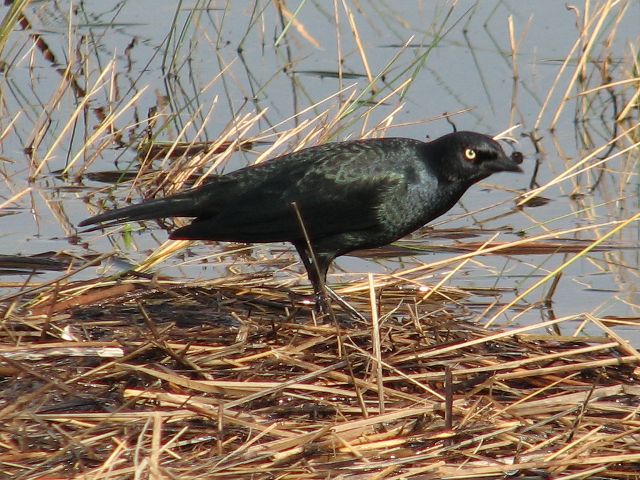 Brewer's Blackbird