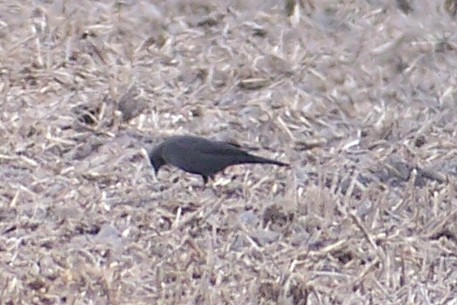 Brewer's Blackbird