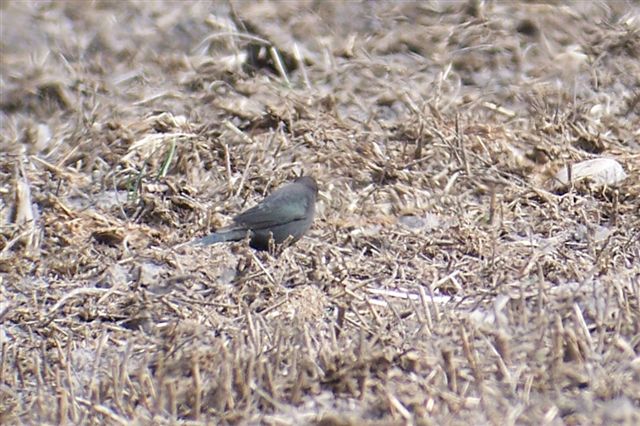 Brewer's Blackbird