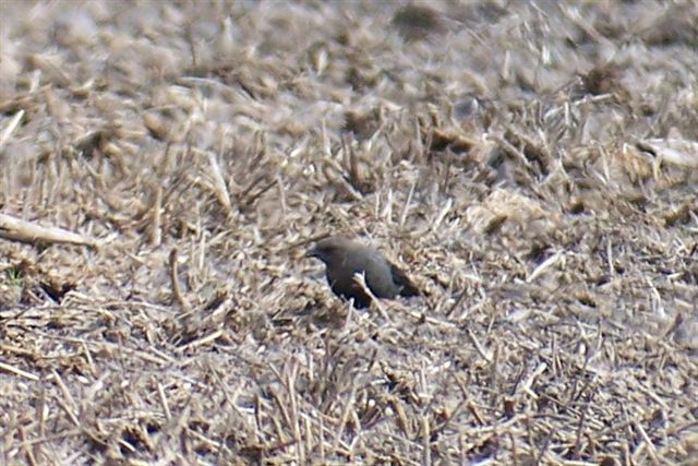 Brewer's Blackbird