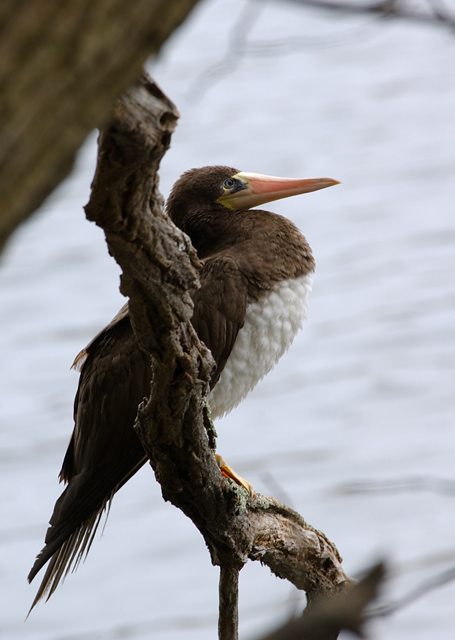 Brown Booby