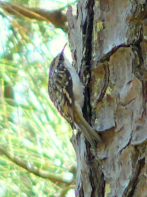 Brown Creeper