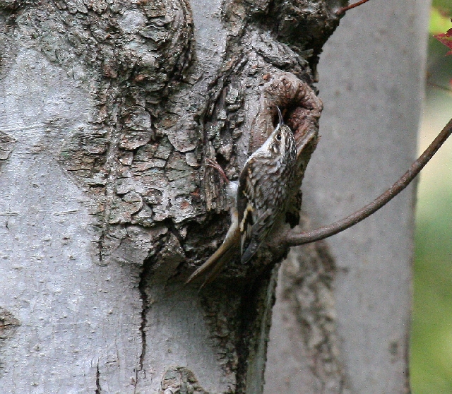 Brown Creeper
