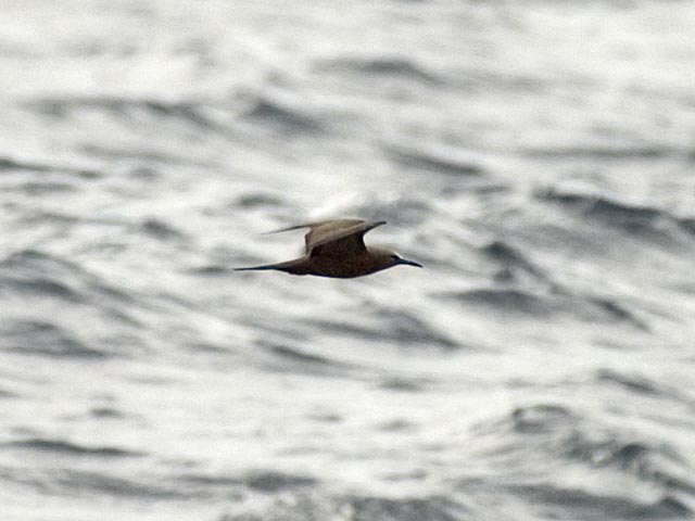 Brown Noddy