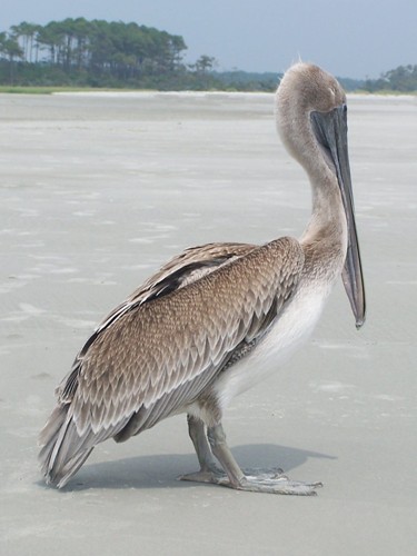 Brown Pelican