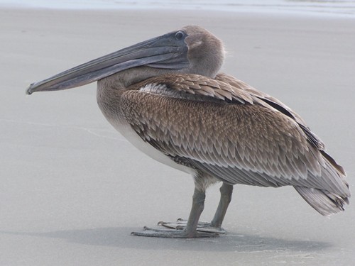 Brown Pelican