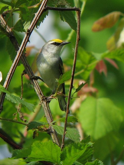 Brewster's Warbler (hybrid)