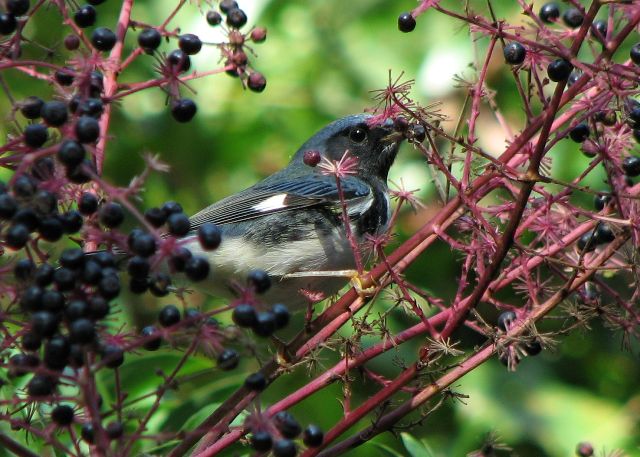 Black-throated Blue Warblers