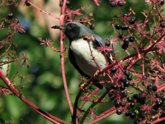 Black-throated Blue Warblers