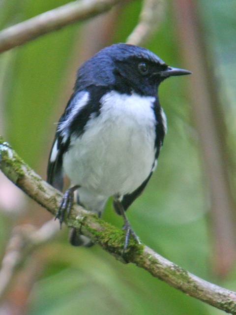 Black-throated Blue Warbler