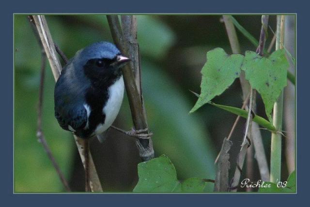 Black-throated Blue Warbler