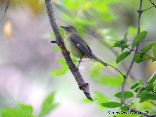 Black-throated Blue Warblers