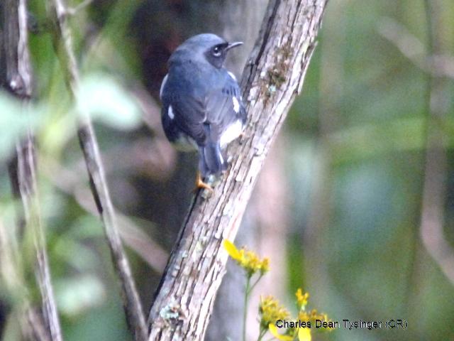 Black-throated Blue Warblers