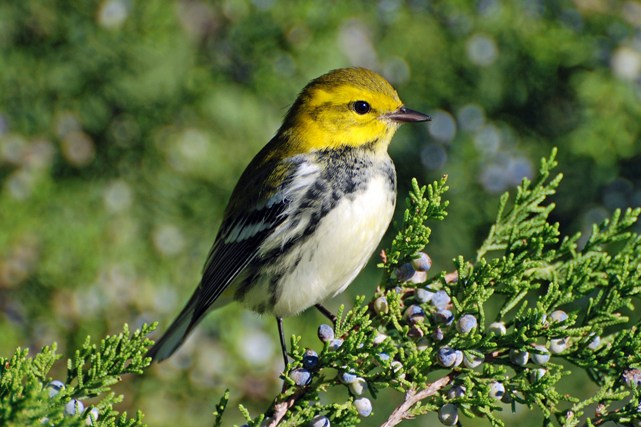 Black-throated Green Warbler