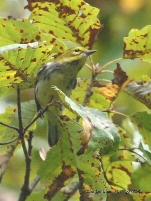 Black-throated Green Warbler