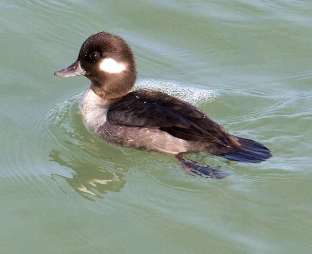 Bufflehead