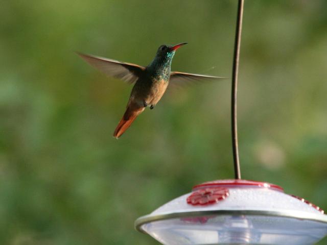 Buff-bellied Hummingbird