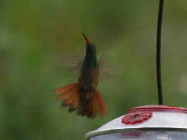 Buff-bellied Hummingbird