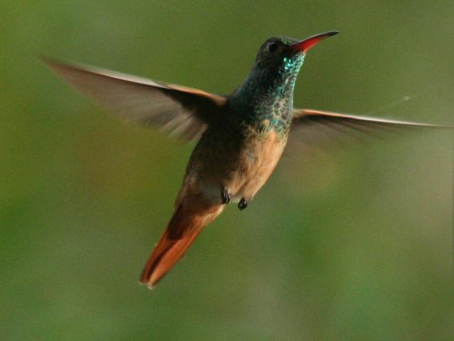 Buff-bellied Hummingbird