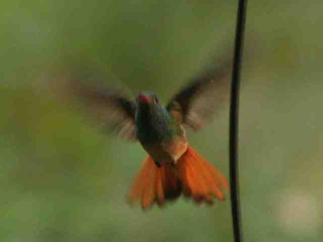 Buff-bellied Hummingbird