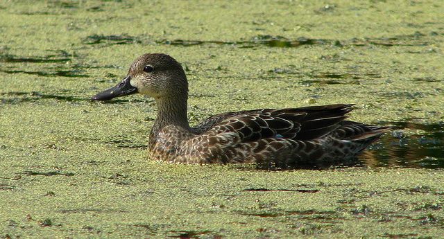 Northern Shovelers and Blue-winged Teal