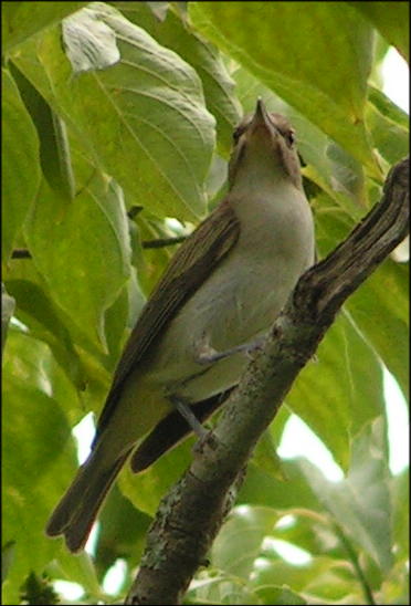 Black-whiskered Vireo