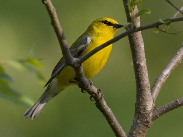 Blue-winged Warbler