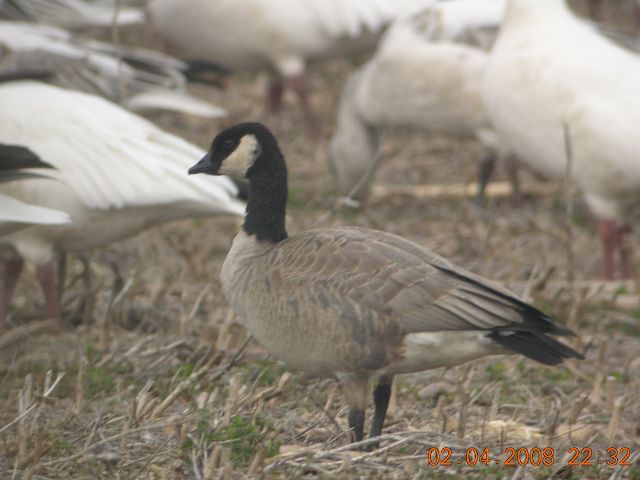 Cackling Goose