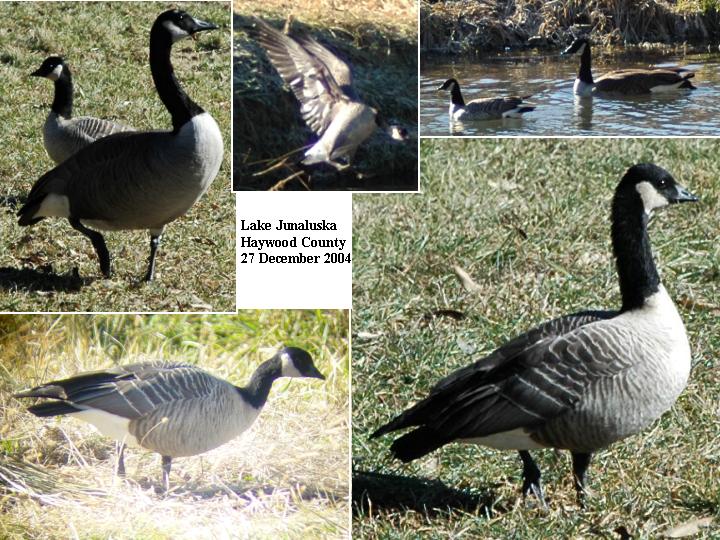Cackling Goose