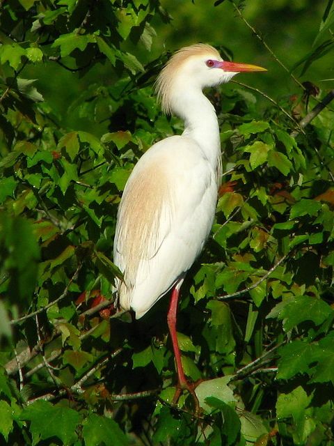 Western Cattle-Egret